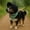 Black, variant on Adjustable Mesh Dog Head Protector, Breathable, Foxtail Protection, for Outdoor Hiking