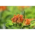 thumbnail image 5 of Butterfly Weed Seeds/ Perennial/ Full Sun/ 1050 Seeds 1/4 oz/ Zellajake Farm and Garden- B213, 5 of 5