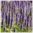 thumbnail image 2 of Everwilde Farms - 1 lb Anise Hyssop Native Wildflower Seeds - Gold Vault Bulk Seed Packet, 2 of 3