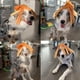 thumbnail image 2 of Juguetes de Peluche para Mascotas Juguetes con Sonido y para el Desarrollo de la Inteligencia para Perros, 2 of 2