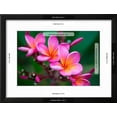 thumbnail image 3 of Branch of Tropical Pink Flowers Frangipani Plumeria on Dark Green Leaves Background, Botanical Framed Art Print Wall Art by Iryna Rasko Sold by Art.Com, 3 of 6