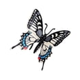thumbnail image 4 of kusrkot 6X Papillon Animal Modèle Réaliste Éducation Insecte Cognitive Jouet Partie Favorise, 4 of 9