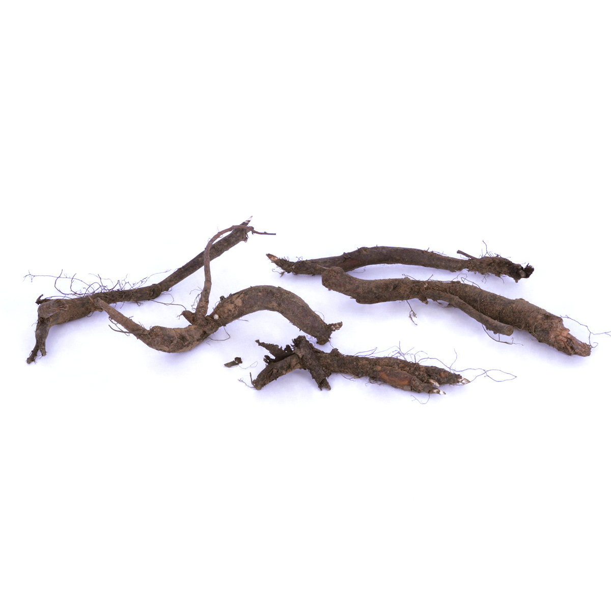 Van Zyverden Woodland Plant Virginia Blue Bells Set of 3 Plant Roots Blue Partial Shade Perennial Deer Resistant 3 lbs