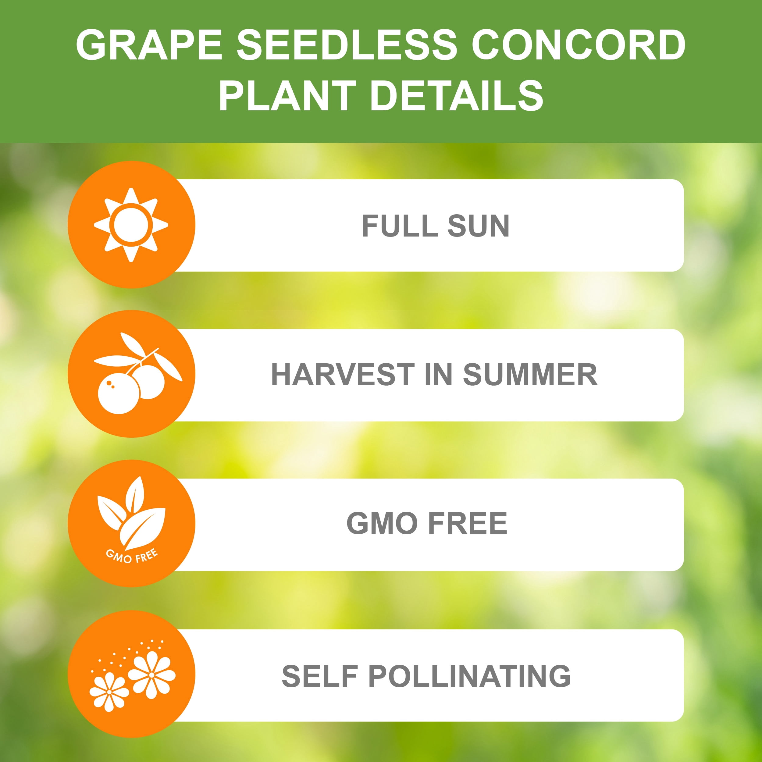 Garden State Bulb Concord Seedless Grape, Live Bare Root, Non-GMO (Bag of 4)