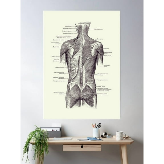 Back And Glutes - Human Muscular System 2 Poster Wall Art, Modern Wall Decor For Living Room Bedroom, 8x12 UNFRAMED