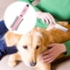 thumbnail image 3 of Peine de aseo para perros, cepillo de de Metal para enredados, Rosa claro Zulema Peines para gatos, 3 of 8