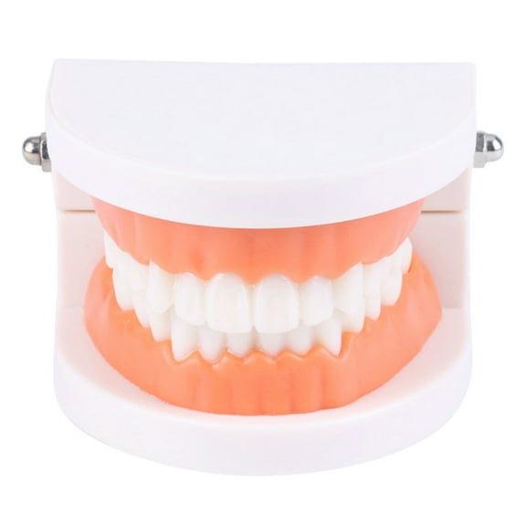 Dental Standard Teeth Kids Students Tooth Teaching Model Dental Typodont Model