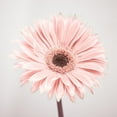 thumbnail image 3 of Frank, Assaf 20x20 Black Modern Framed Museum Art Print Titled - Gerbera Flower - FTBR-1926, 3 of 5