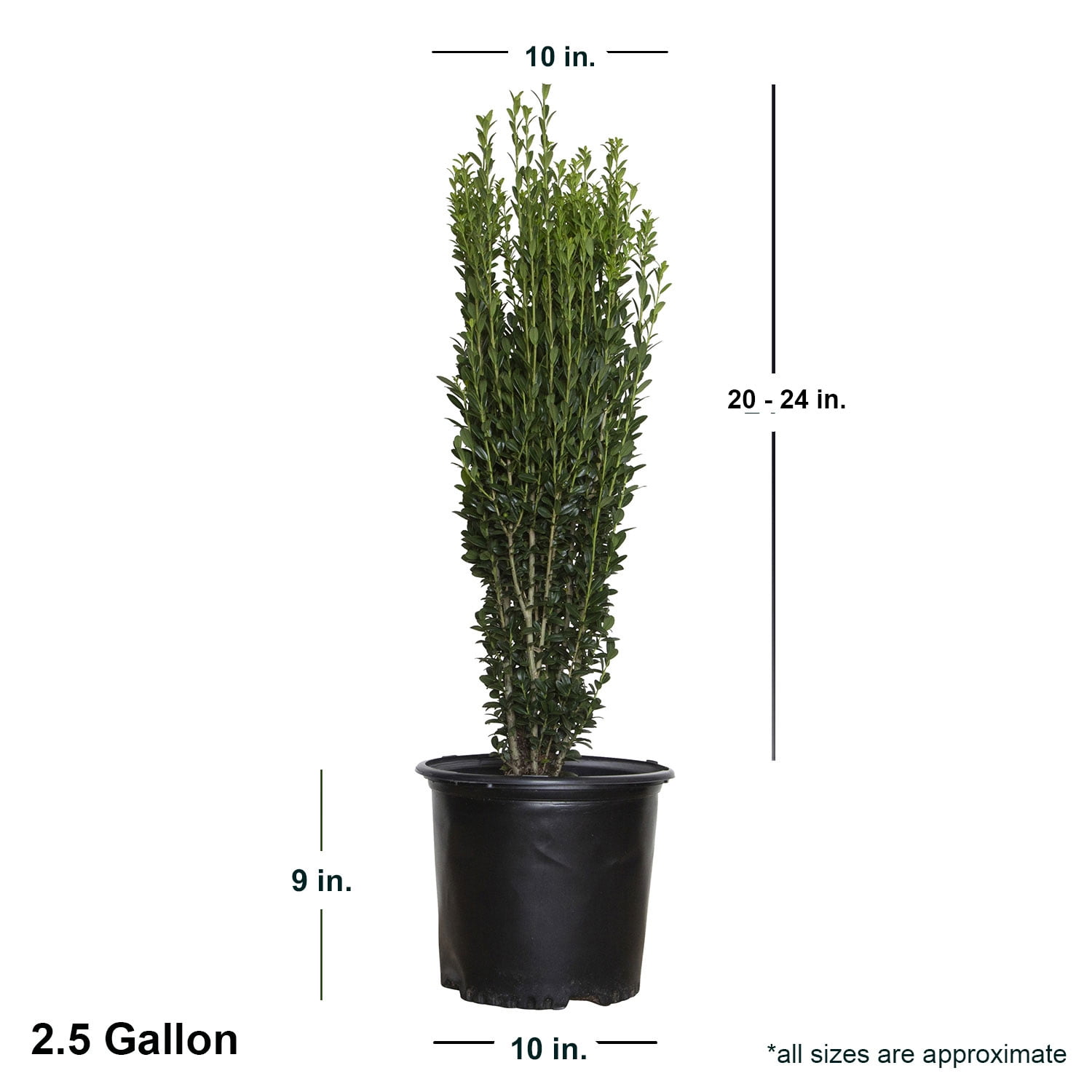 Expert Gardener Sky Pencil Japanese Holly (2.5 Gallon) Narrow and Upright Evergreen Shrub - Full Sun Outdoor Plant