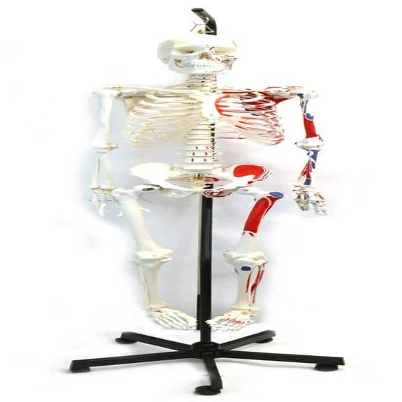 Human Skeleton Anatomical Model with Hanging Stand, Medical Quality, Life Sized (62" Model Height) - Moveable Joints, Magnetic Skull Connections