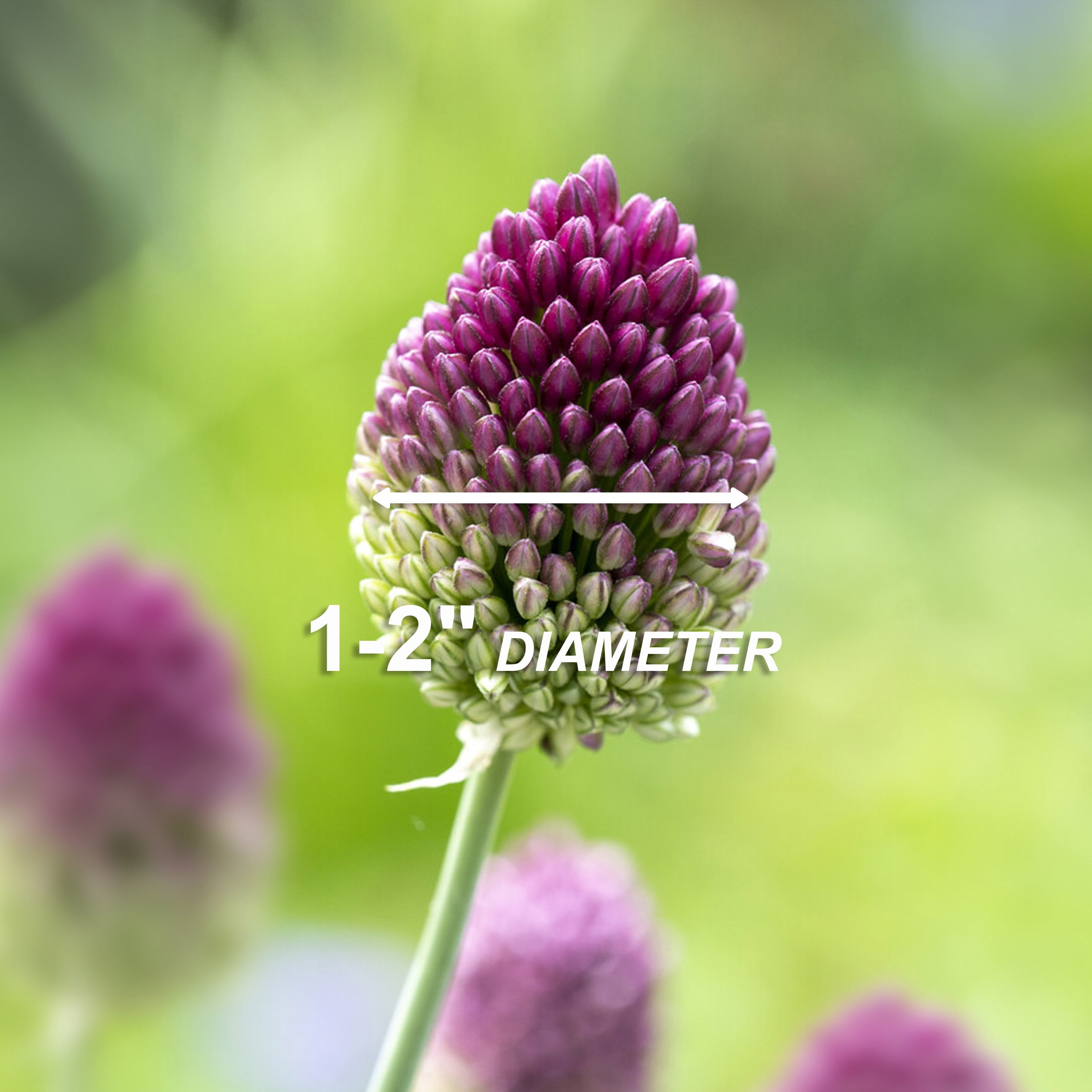 Garden State Bulb Drumsticks Allium Flower Bulbs, 6/+ cm (Bag of 25)