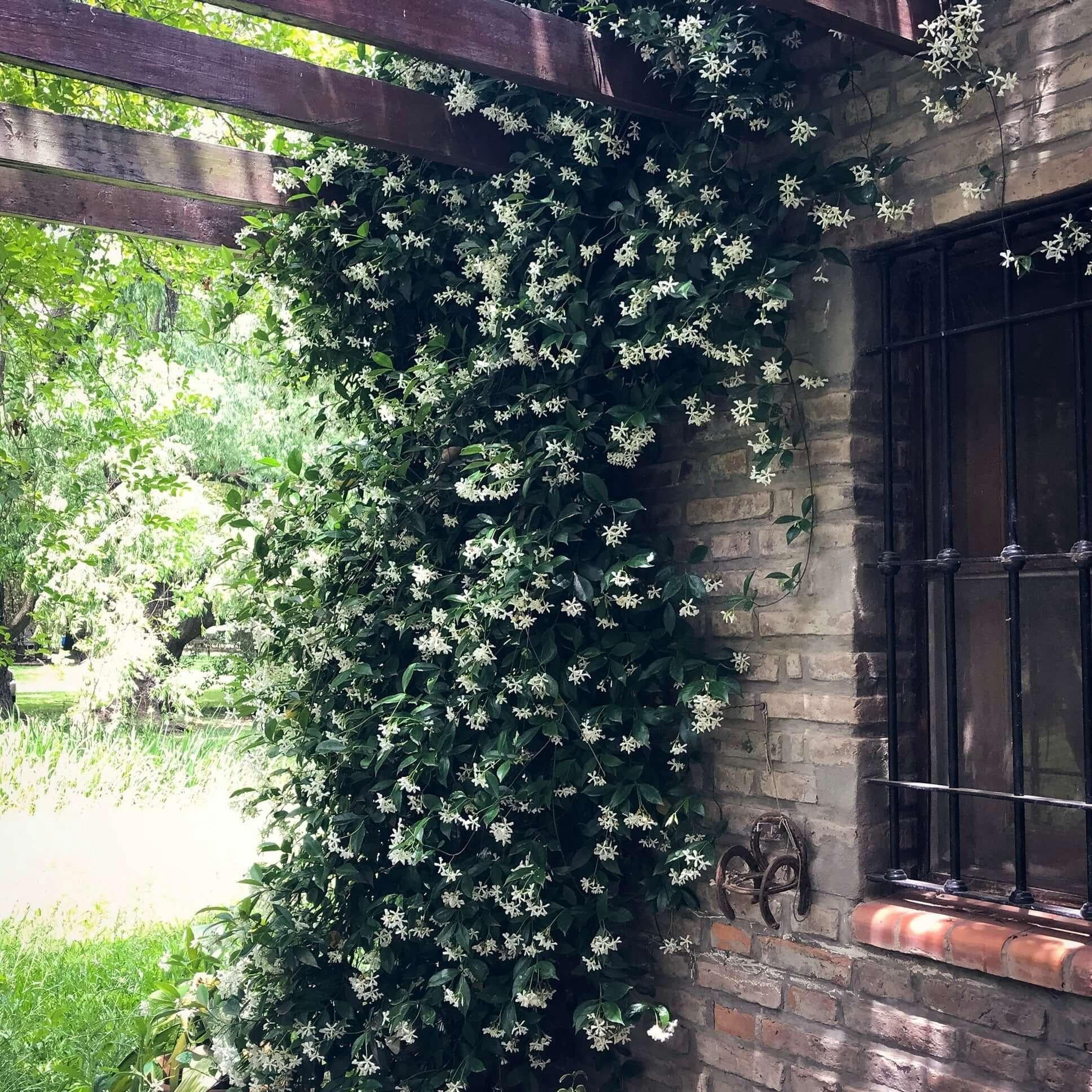 Star Jasmine&ndash;Staked&ndash;Fragrant Evergreen Vine  5 Gallon