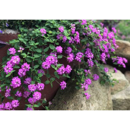 Grape Lantana Plant