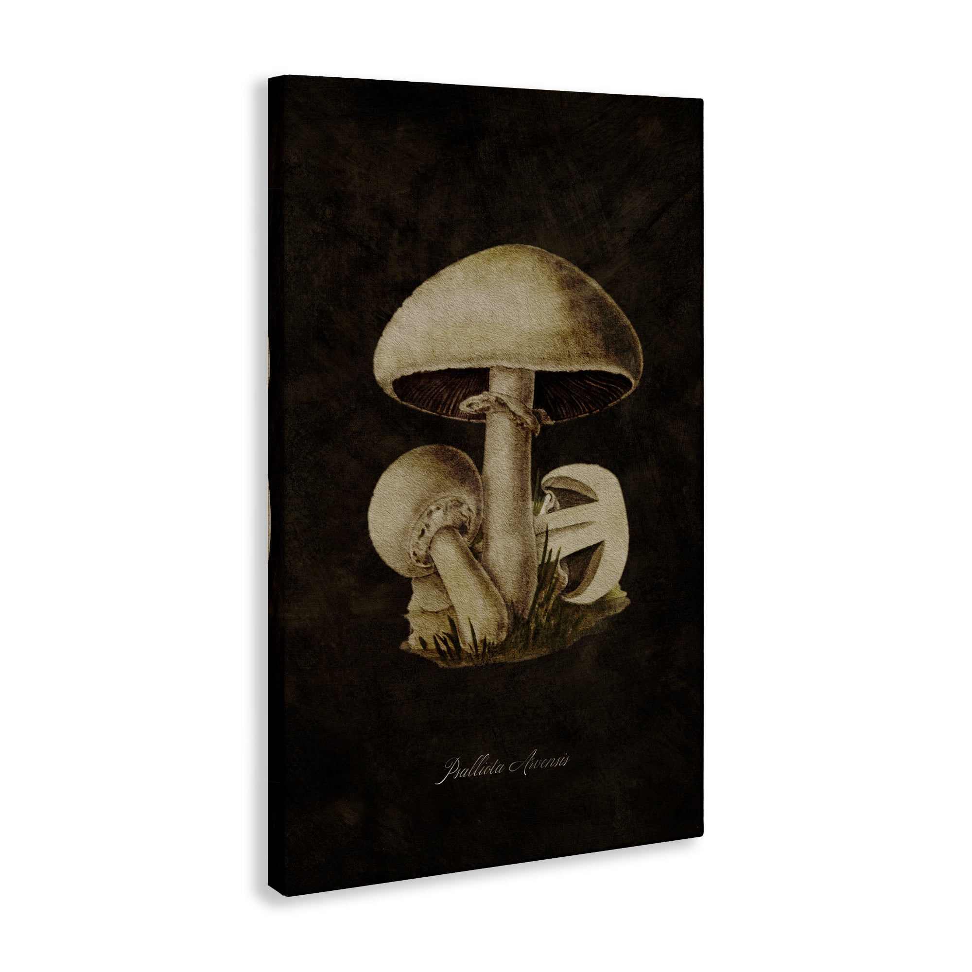 Stupell Industries Portobello Mushroom Study Plants & Flowers Painting Wrapped Canvas Art Print Wall Art, 30 x 45