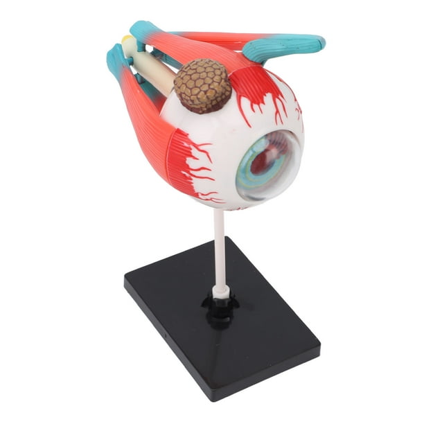 Modelo De Anatomía Del Ojo, Modelo De Ojo De Juguete STEM Pantalla Educativa Realista Soporte Desmontable 16 Piezas Desmontables Para La Enseñanza