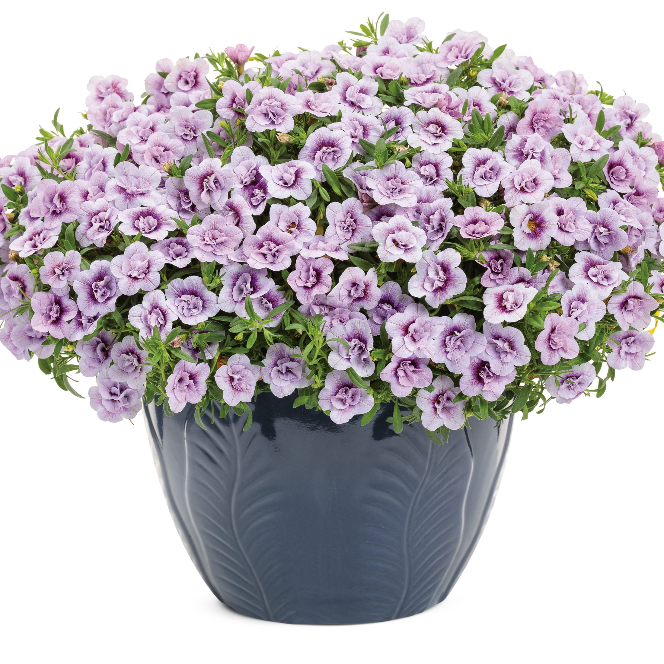 Proven Winners 4" Purple Superbells Double Twilight Calibrachoa Live Plant in 4.25" Pot (4 Count)