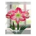 thumbnail image 1 of Amaryllis Exposure (1 Bulb), 1 of 2