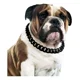 thumbnail image 1 of Collar Para Perro Con Eslabones Cubanos, Con Cadena Ancha De, 1 of 6