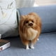 thumbnail image 5 of Modelo de perro pomerania de simulación de juguete de peluche para niños, 5 of 5