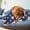 MRA, variant on TIMIFIS Dog Blanket cats blanket Printed Pet Blanket Winter Warm Cover Suitable For Indoor Pet Winter Warm Sleeping