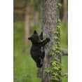 thumbnail image 2 of Grall, Don 23x32 Black Ornate Wood Framed with Double Matting Museum Art Print Titled - USA, Tennessee Black bear cub climbing tree, 2 of 4