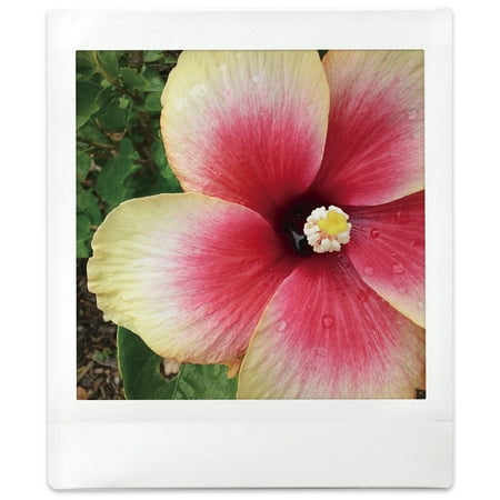 Fujifilm - INSTAX SQUARE Instant Film Twin Pack - White Frame