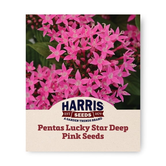 Harris Seeds - Pentas Lucky Star Deep Pink F1 Plant Seeds - 25 Pelleted Seeds