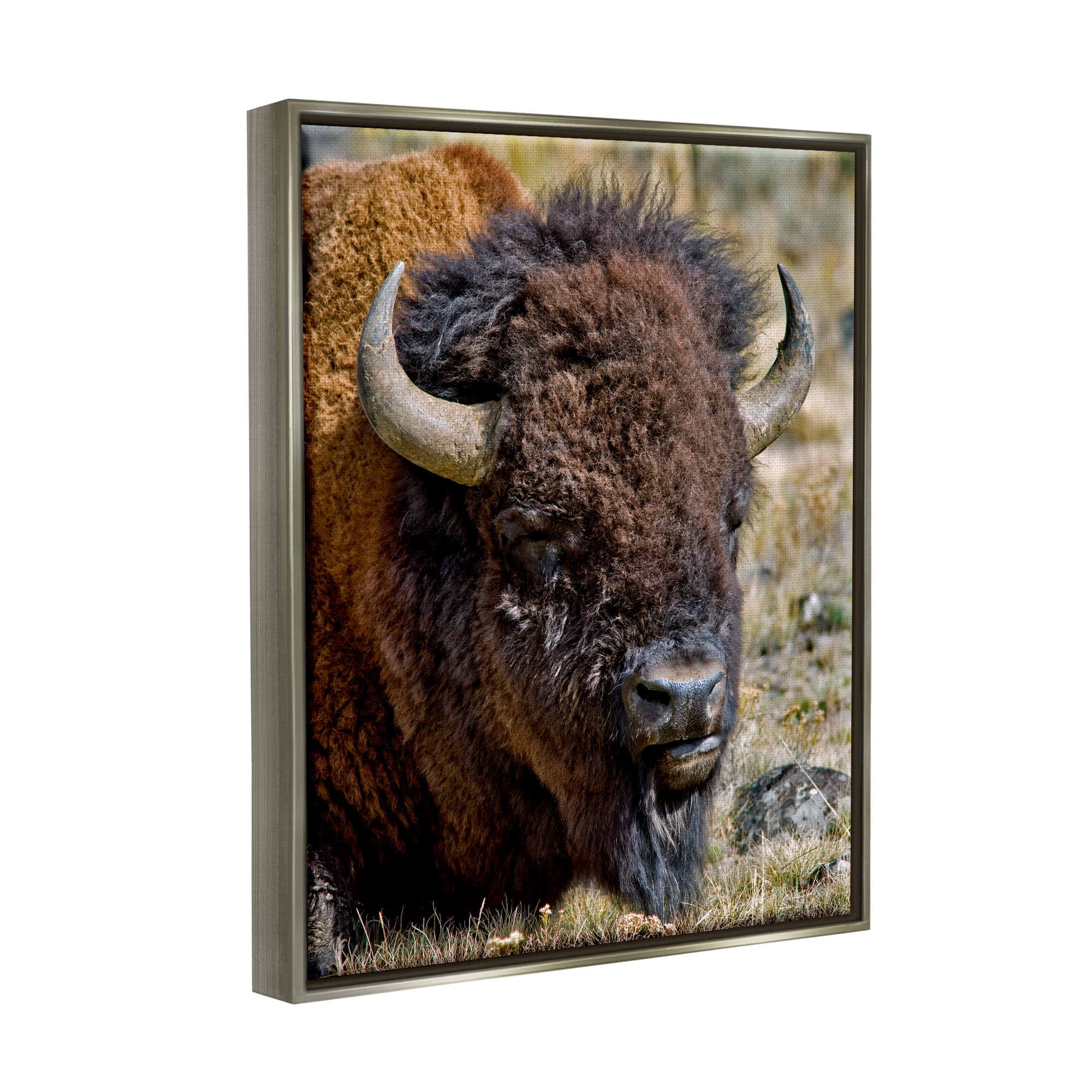 Stupell Industries Bison Resting Photography Animals & Insects Photography Gray Floater Framed Art Print Wall Art, 25 x 31