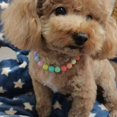 thumbnail image 4 of Mosey Pretty Puppy Necklace Attractive   for Weddings   Pet Jewelry, 4 of 7