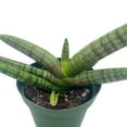 thumbnail image 4 of Florida House Plants Sansevieria Cylindrica Boncel Starfish Snake Live Plant, 4 of 9