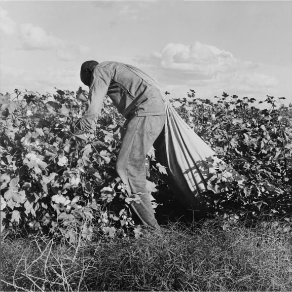Migratory Field Worker Picking Cotton For 75 Cents Per Hundred Pounds In San Joaquin Valley History