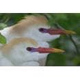 thumbnail image 2 of Morris, Arthur 18x13 Gold Ornate Wood Framed with Double Matting Museum Art Print Titled - FL, St Augustine Portrait of two cattle egrets, 2 of 4