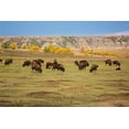 thumbnail image 2 of Sienda, Jolly 18x13 Gold Ornate Wood Framed with Double Matting Museum Art Print Titled - Theodore Roosevelt National Park-North Dakota-USA American Bison calves, 2 of 4