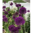 thumbnail image 2 of Allium Purple Blend 30 Bulbs, 2 of 2