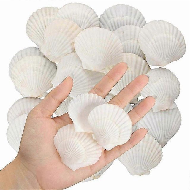 40PCS Natural Scallop Shells 1.4-2.4inch White Small Sea Shells for Crafts Crafting Shell Bulk Real Seashells