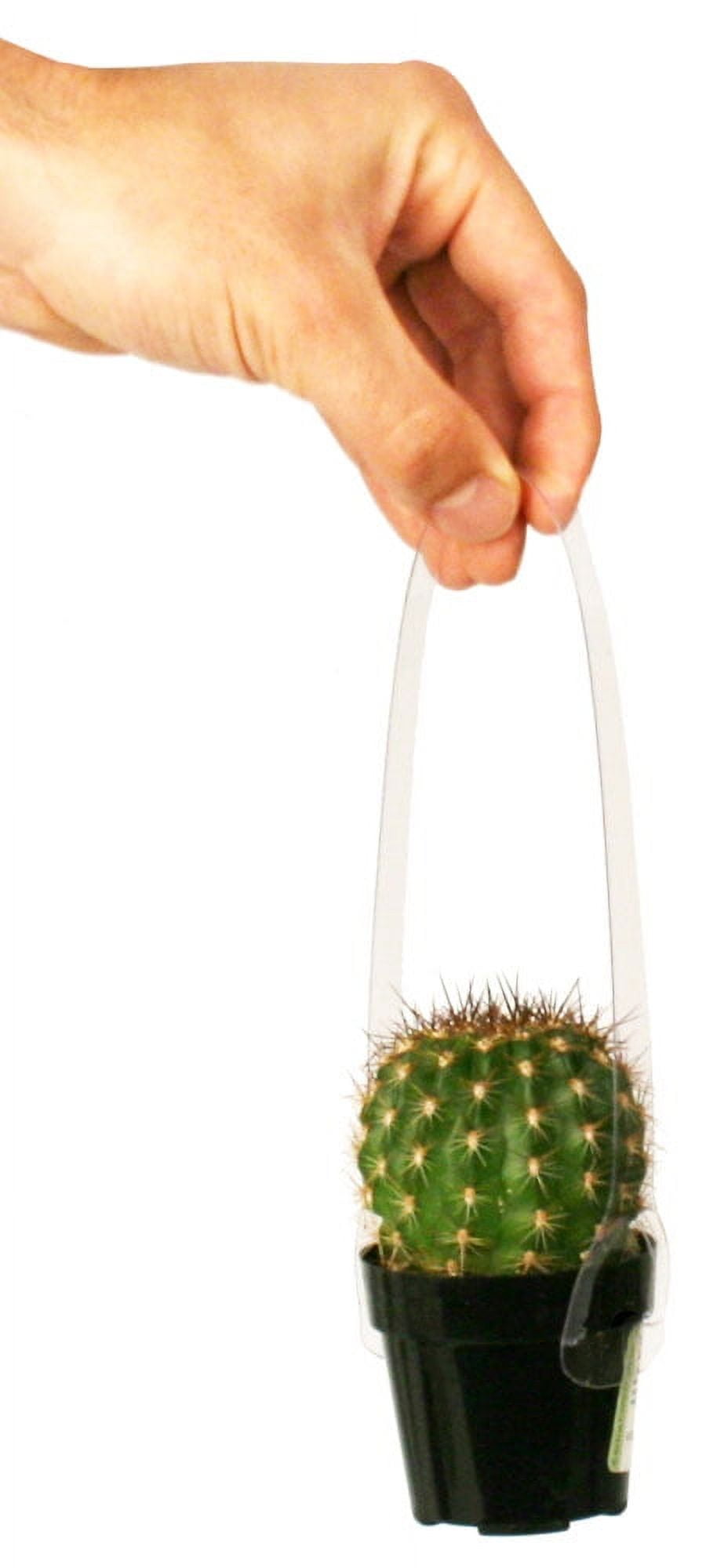 仙人掌　Be In One's Element 仙人掌 / BE IN ONE'S ELEMENT / 2LP | Record CD Online Shop