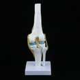 thumbnail image 2 of Modelo de Articulación de Cráneo DYNWAVEMX Tamaño Natural, 2 of 8