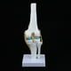 thumbnail image 2 of l Cráneo Del Modelo de rticulación de La de Odontologia de Tamaño Real Cola Estatua de la articulación de la rodilla humana, 2 of 8