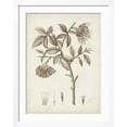 thumbnail image 2 of Art.com Antique Sepia Botanicals I Art Print by 0 Unknown, White Frame Wall Art, 32" x 40", 2 of 5