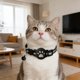 thumbnail image 4 of Collar inteligente para gatos con localizador electrónico «Find My», compatible con seguimiento en tiempo real, de silicona, ligero y ajustable para gatos pequeños y medianos, 4 of 4