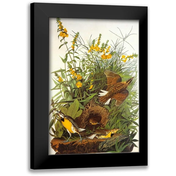 Audubon, John James 11x14 Black Modern Framed Museum Art Print Titled - Meadow Lark