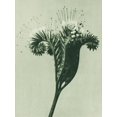 thumbnail image 2 of Blossfeldt, Karl 19x24 White Modern Wood Framed Museum Art Print Titled - Phacelia tanacetifolia (Lacy Phacelia), 2 of 4
