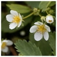 thumbnail image 2 of Everwilde Farms - 30 Wild Strawberry Native Wildflower Seeds - Gold Vault Seed Packet, 2 of 5