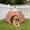 Brown, variant on dog beds for small dogs Hexagon Pet Tent For Outdoor Camping Portable Folding Cats Dog House Waterproof Tear-Resistants Travel Shelters Lightweight Pet Bed For Beach Parks Backyard
