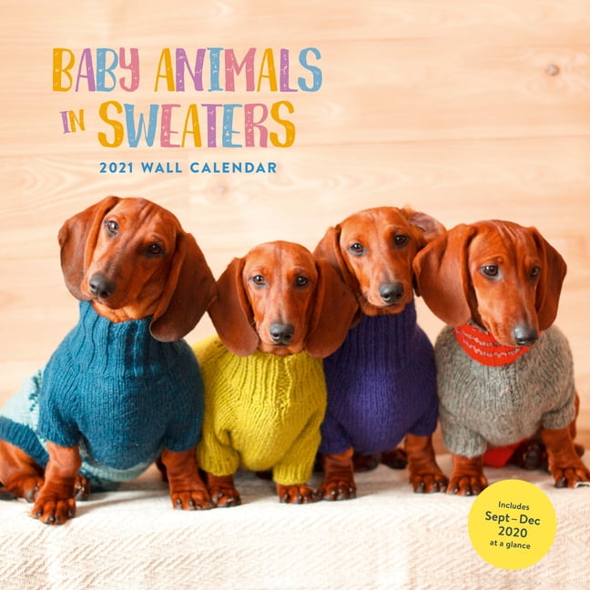 Baby Animals in Sweaters 2021 Wall Calendar (Cutest Animals Monthly
