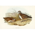 thumbnail image 2 of Gould, John 24x17 Gold Ornate Wood Framed with Double Matting Museum Art Print Titled - Partridge Bronze-wing-Geophaps scripta, 2 of 4
