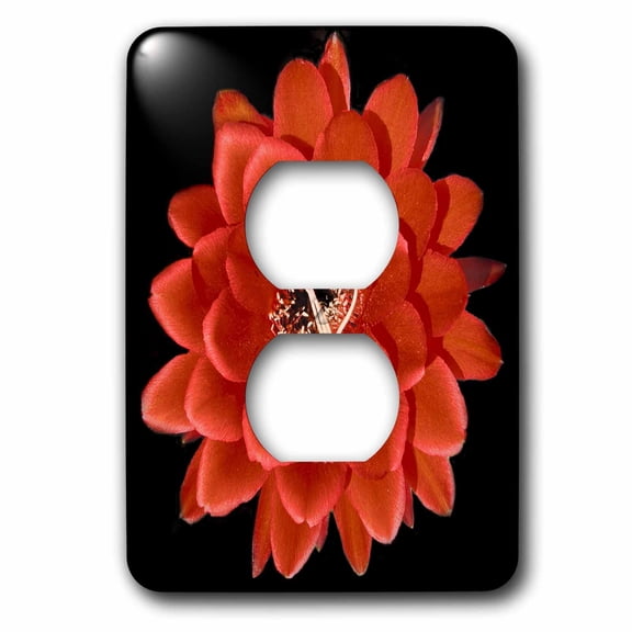 3dRose, Decorative colorful garden botanic classic plant SW Southwest Desert cactus red black flower, 2 plug outlet cover