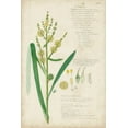 thumbnail image 2 of Descubes, A. 17x24 Gold Ornate Wood Framed with Double Matting Museum Art Print Titled - Descubes Botanical Grass IV, 2 of 4