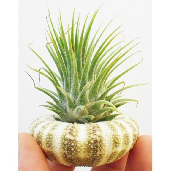One Beautiful Air Plant Kit w. "Gator" Sea Urchin Nautical Gift Beach Decor Coastal 1 1/2" Tillandsia Coastal Beach Cottage Planter Wedding Favor
