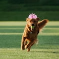 thumbnail image 4 of Mini Pet Hat with Adjustable Elastic Band for Small Pets, 4 of 5